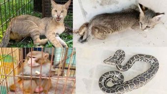 এক বছরে বন্যপ্রাণী ৬৭টি উদ্ধার