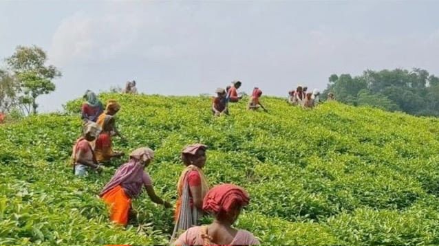 চা শ্রমিকদের বিরুদ্ধে মামলা; সংসদ সদস্যের হস্তক্ষেপ