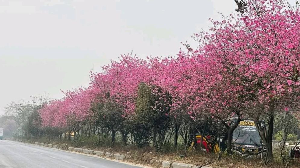 সড়ক বিভাজক যেন এক টুকরো জাপান