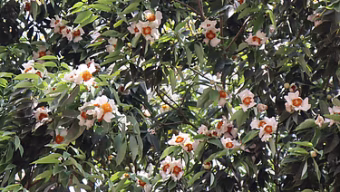 মৌলভীবাজারে ফুটেছে ‘নাগেশ্বর’