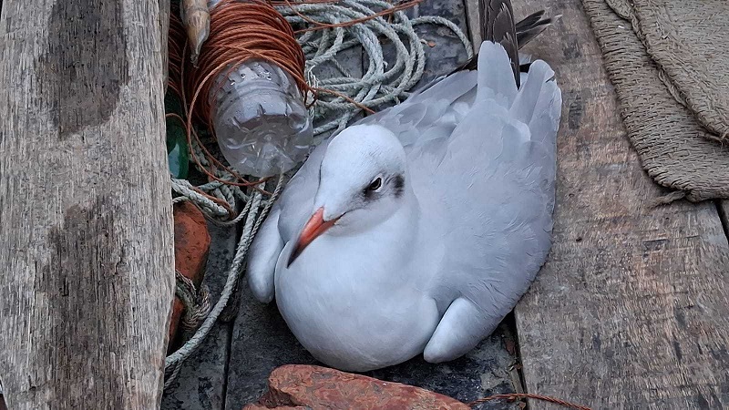 সাগর পেরিয়ে বলেশ্বর নদীতে ভেসে এলো পরিযায়ী গাঙচিল, উদ্ধার করলেন জেলে