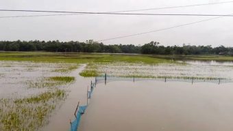 মৌলভীবাজারে বোরো ধান তলিয়ে যাওয়ায় দুশ্চিন্তায় কৃষকরা