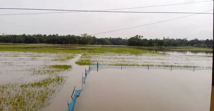 মৌলভীবাজারে বোরো ধান তলিয়ে যাওয়ায় দুশ্চিন্তায় কৃষকরা