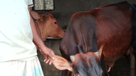 শায়েস্তাগঞ্জে কেথলিক মিশনে গরু চুরি, জবাই করে মাংস নিয়ে পালিয়েছে দুর্বৃত্তরা; এক সপ্তাহেও গ্রেপ্তার নেই, তদন্ত চলছে