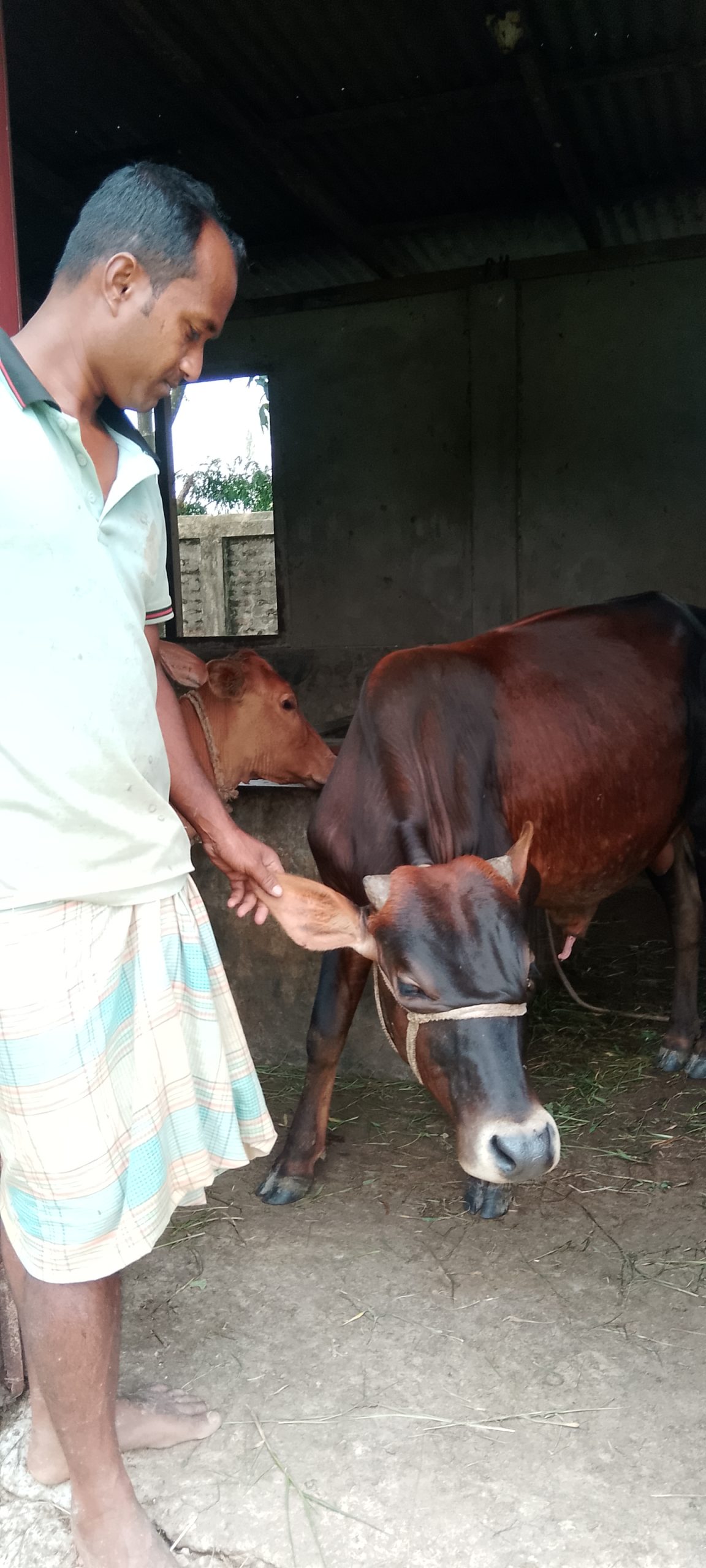 Cow stolen and slaughtered at Catholic mission in Shayestaganj”