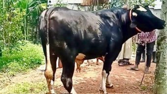মৌলভীবাজারে কুরবানির হাঁটে “কালো মানিক”