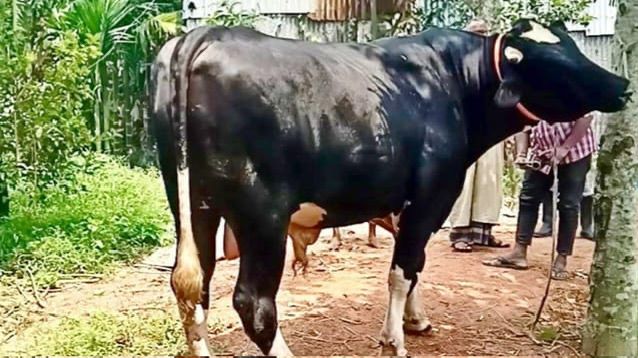 মৌলভীবাজারে কুরবানির হাঁটে “কালো মানিক”