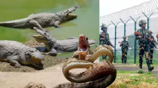 আল-জাজিরার এক্সপ্লেইনার; ভারতীয় উদ্যোগের মতো বিশ্বের কোথাও সীমান্তে কুমির-বিষধর সাপ ছাড়ার নজির কি আছে