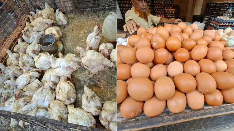 ব্রয়লারের কেজি ২০০, ডিমের ডজন ১৫০
