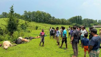 Lightning Strike Kills 14 Livestock in Juri