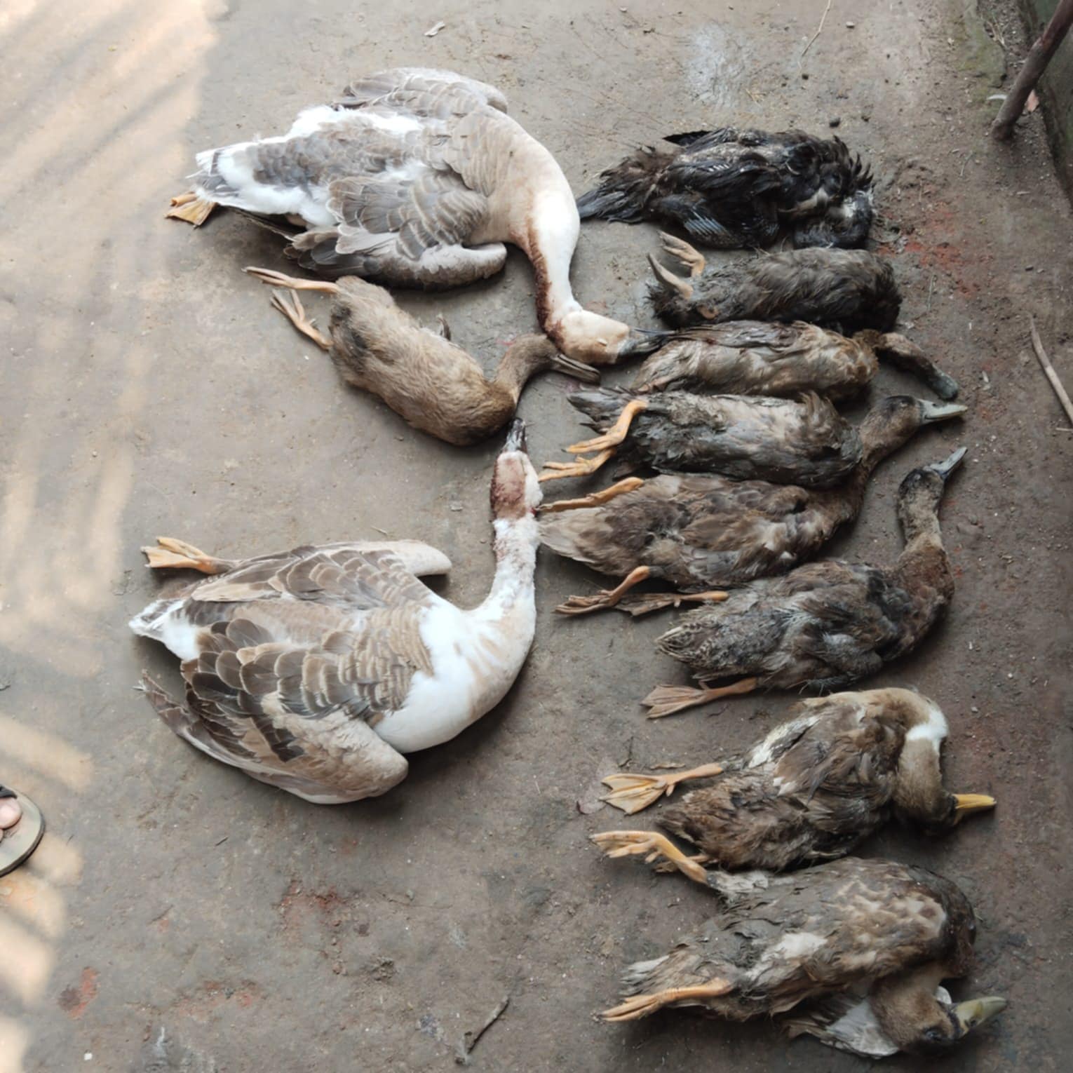 বাঘায় জলাশয়ে দেওয়া বিষে প্রাণ গেল ৩০ হাঁসের