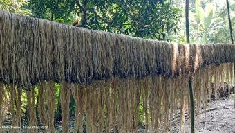নাগরপুরে পাট চাষ লক্ষ্যমাত্রার বেশি উৎপাদন  সোনালী আঁশে সাফল্যের হাতছানি