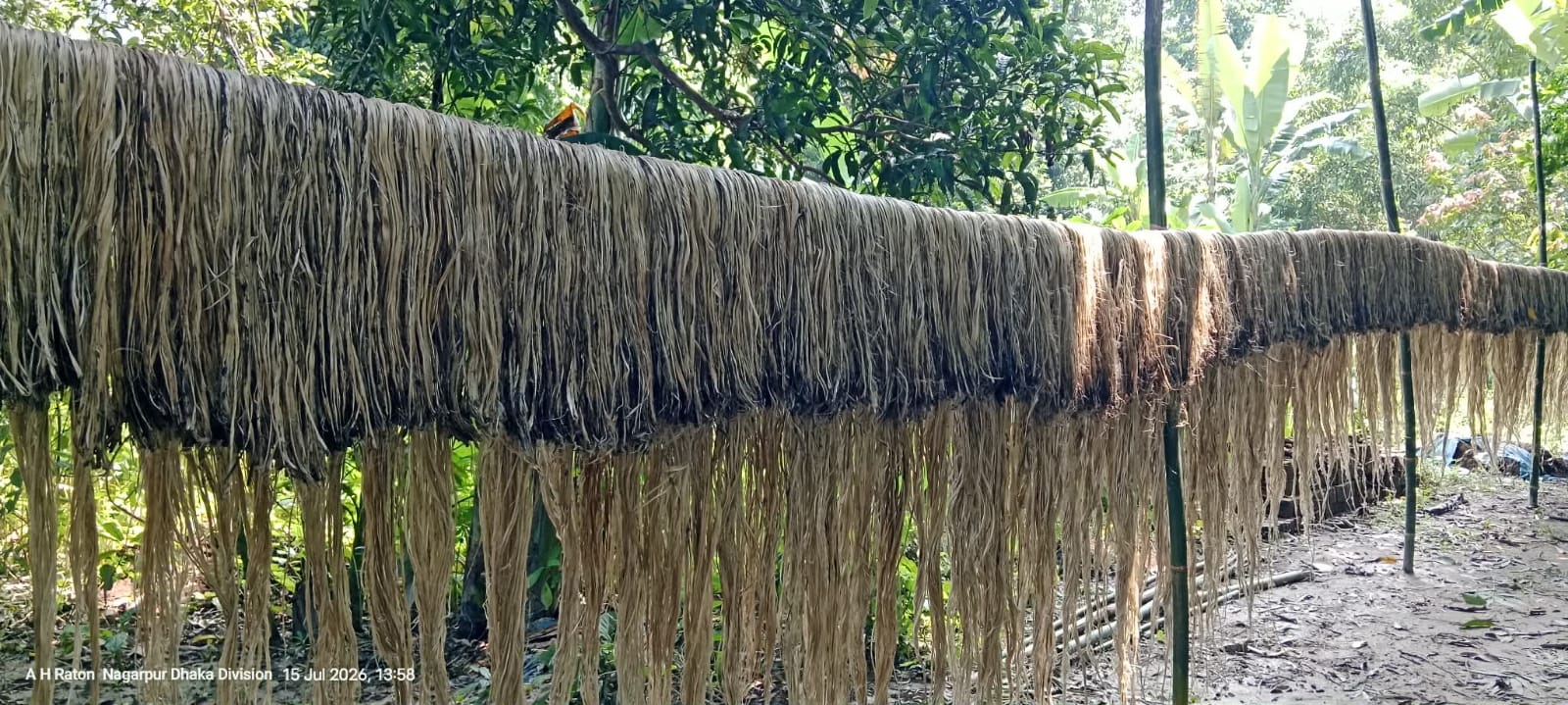 নাগরপুরে পাট চাষ লক্ষ্যমাত্রার বেশি উৎপাদন  সোনালী আঁশে সাফল্যের হাতছানি