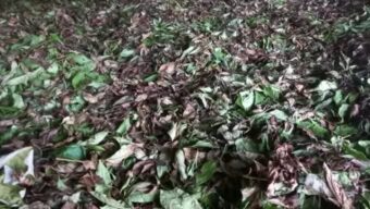 বিদ্যুৎ বিভ্রাটে প্রতিদিন প্রায় ৩ লাখ টাকা ক্ষতির মুখে চা বাগানগুলোতে