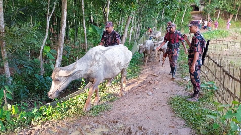 ১৪ ভারতীয় মহিষ বৈধ দেখাতে ভুয়া রশিদ:; ৫টি উদ্ধার, মাঠে বিজিবি