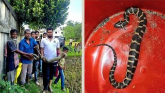 শ্রীমঙ্গলে বিরল প্রজাতির সাপের দেখা মিললো