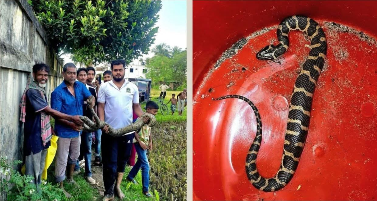 শ্রীমঙ্গলে বিরল প্রজাতির সাপের দেখা মিললো