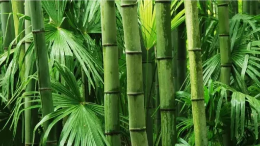 আজ বিশ্ব বাঁশ দিবস