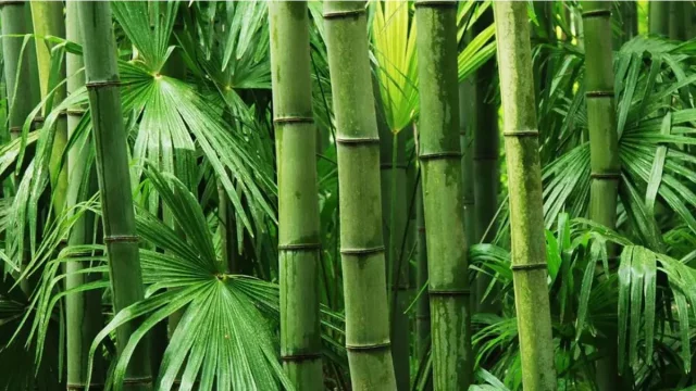 আজ বিশ্ব বাঁশ দিবস