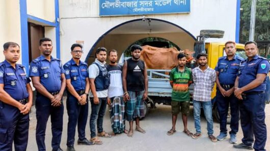 মৌলভীবাজারে চুরি হওয়া দুই গরু উদ্ধার, পিকআপসহ আটক- ৪