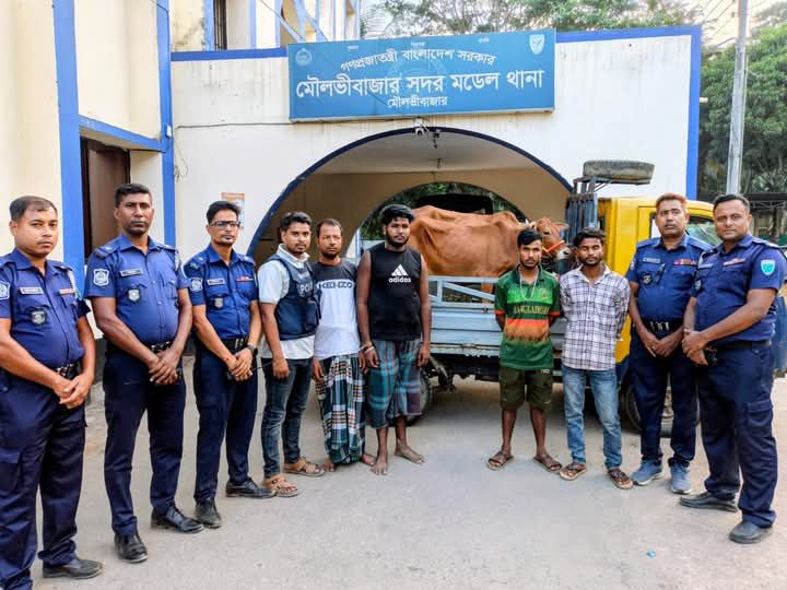 মৌলভীবাজারে চুরি হওয়া দুই গরু উদ্ধার, পিকআপসহ আটক- ৪