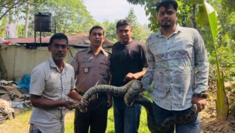 অক্ষত অবস্থায় শ্রীমঙ্গলে একটি অজগর সাপ উদ্ধার