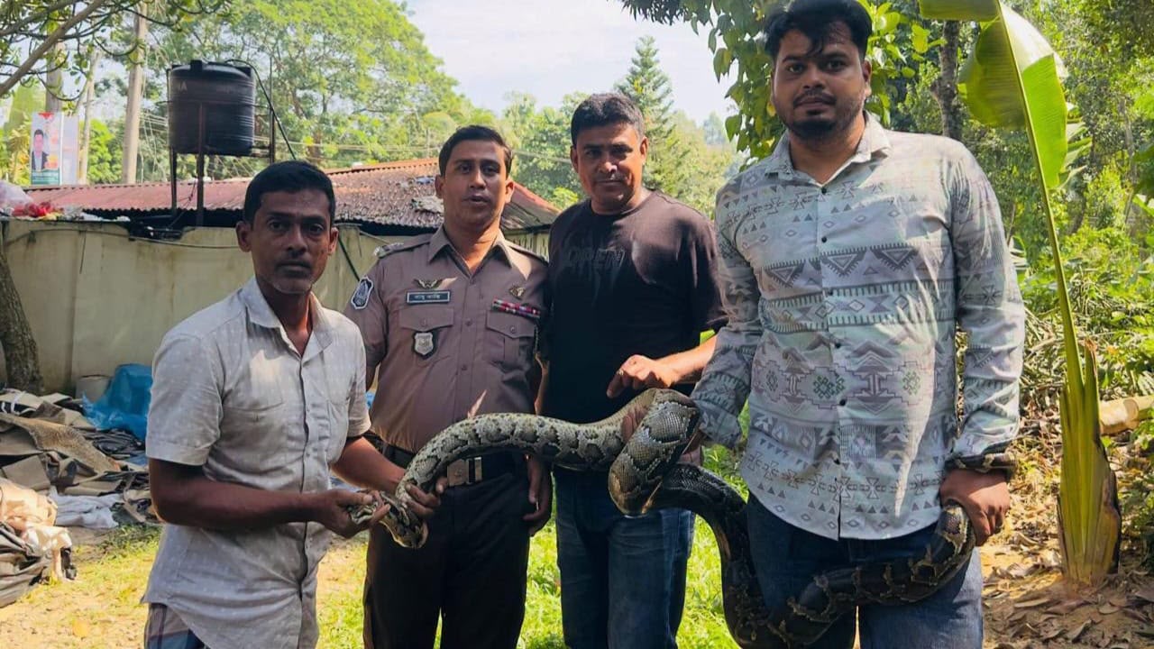 অক্ষত অবস্থায় শ্রীমঙ্গলে একটি অজগর সাপ উদ্ধার